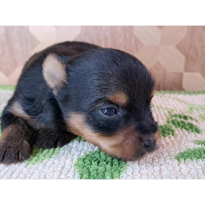 商談中の愛知県のヨークシャーテリア-415199の7枚目