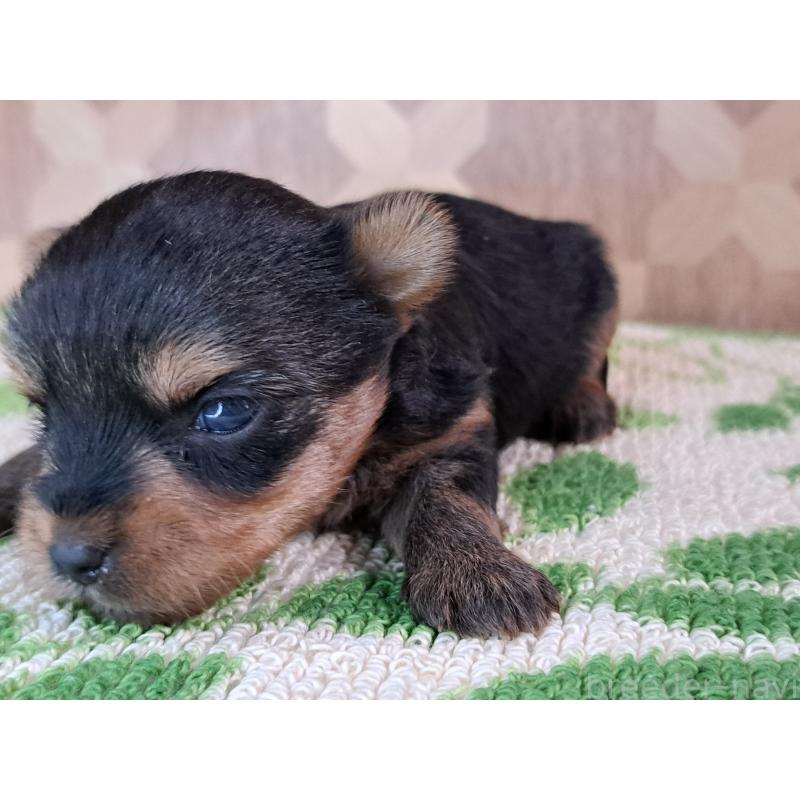 販売中の愛知県のヨークシャーテリア-415198の28枚目