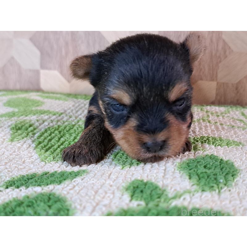 販売中の愛知県のヨークシャーテリア-415198の26枚目