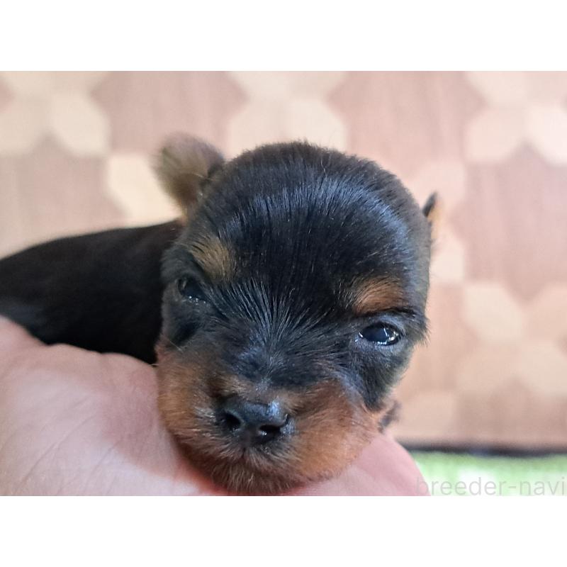 成約済の愛知県のヨークシャーテリア-415197の4枚目