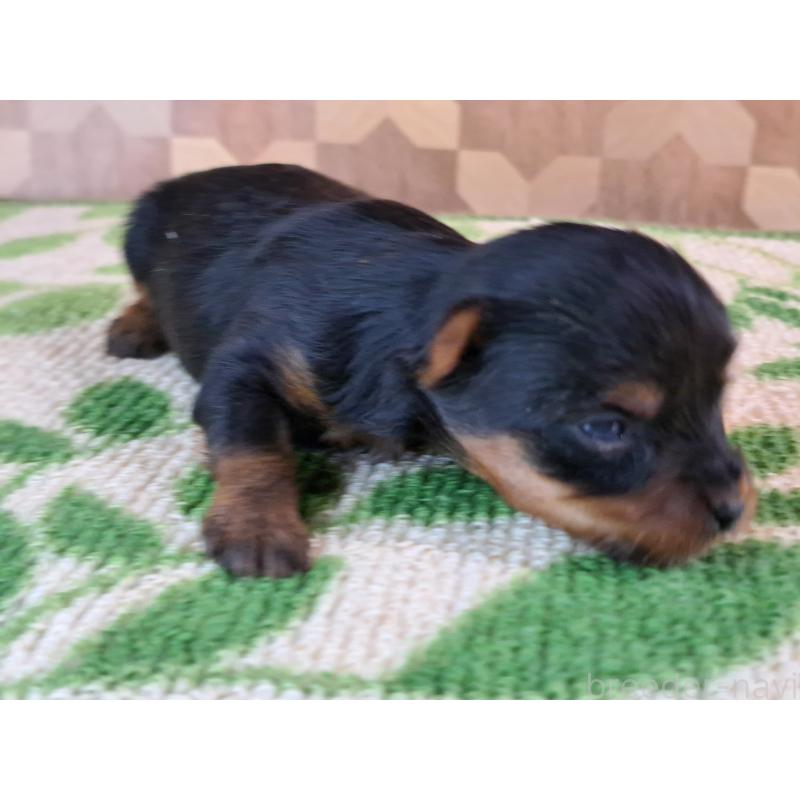 成約済の愛知県のヨークシャーテリア-415197の3枚目