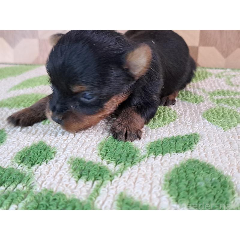 成約済の愛知県のヨークシャーテリア-415197の2枚目