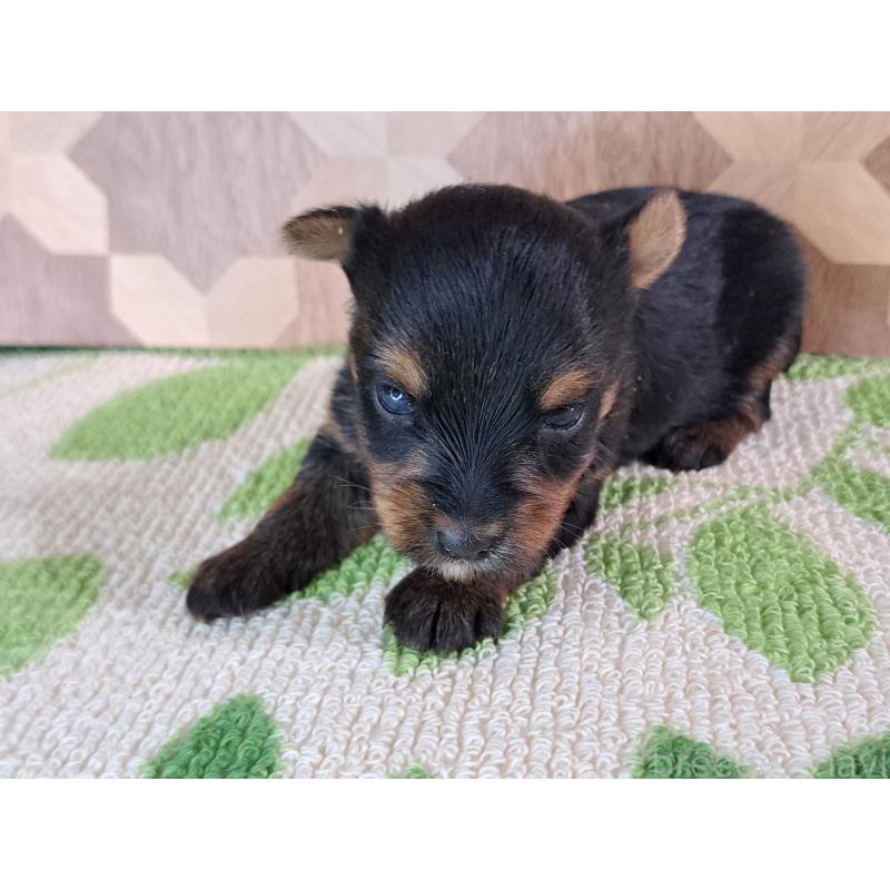 成約済の愛知県のヨークシャーテリア-415194の25枚目