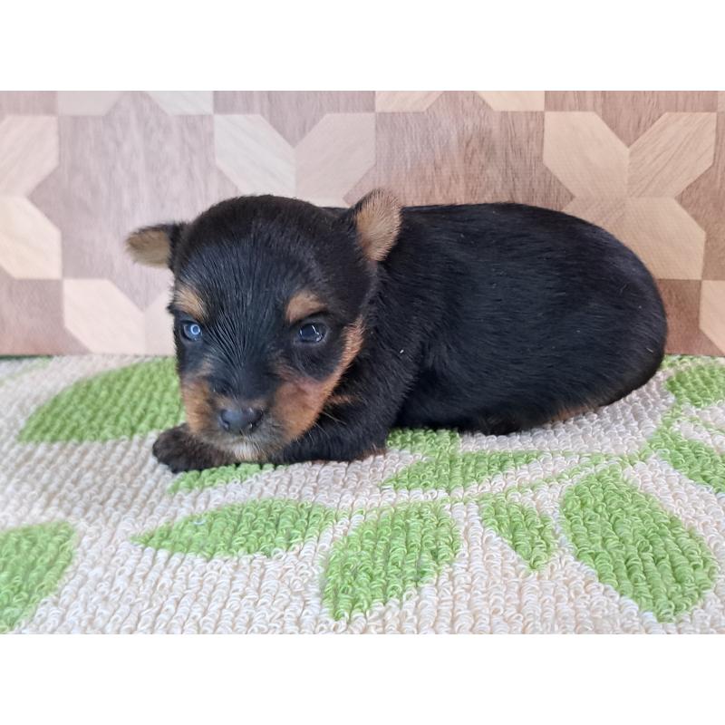 成約済の愛知県のヨークシャーテリア-415194の24枚目