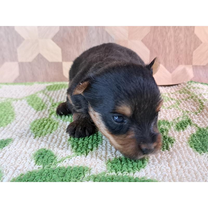 成約済の愛知県のヨークシャーテリア-415194の23枚目