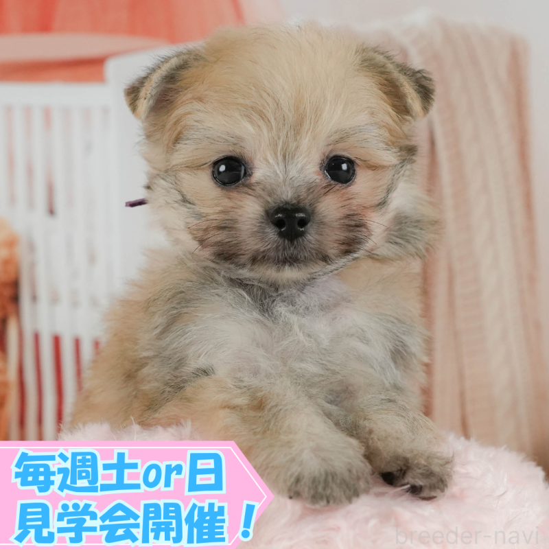 販売中ののポメマル:ポメラニアン×マルチーズ-402825
