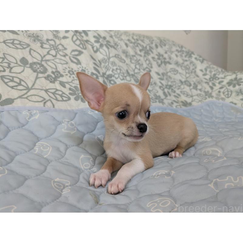 成約済の大分県のチワワ(スムースコート)-410420の7枚目