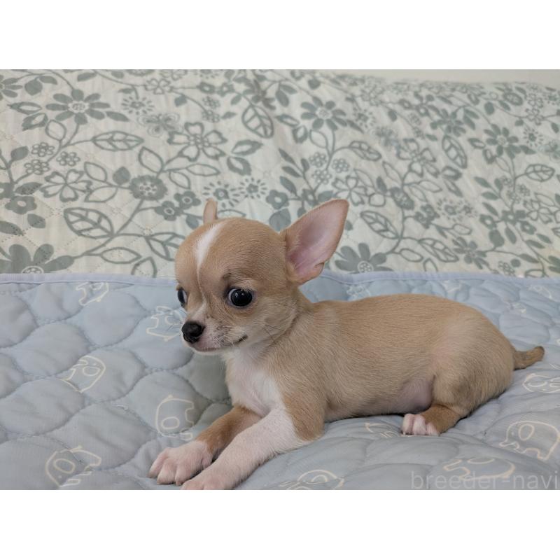 成約済の大分県のチワワ(スムースコート)-410420の6枚目