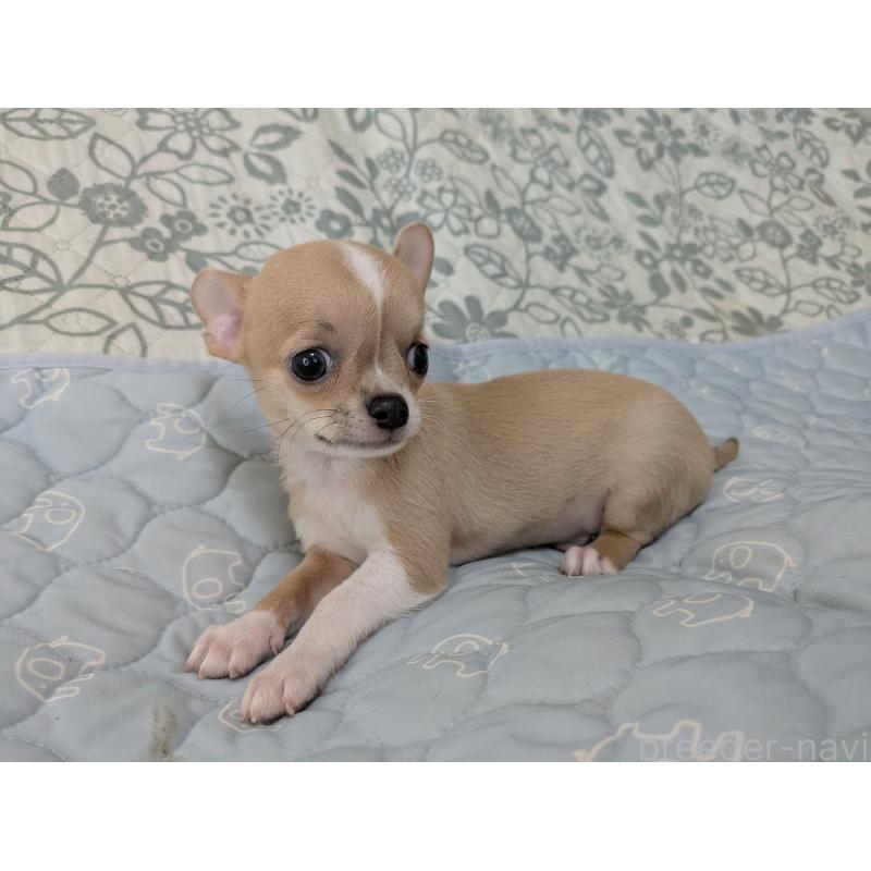 成約済の大分県のチワワ(スムースコート)-410420の4枚目