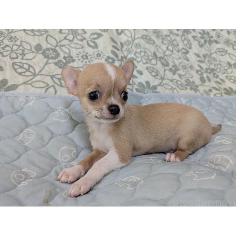 成約済の大分県のチワワ(スムースコート)-410420の3枚目