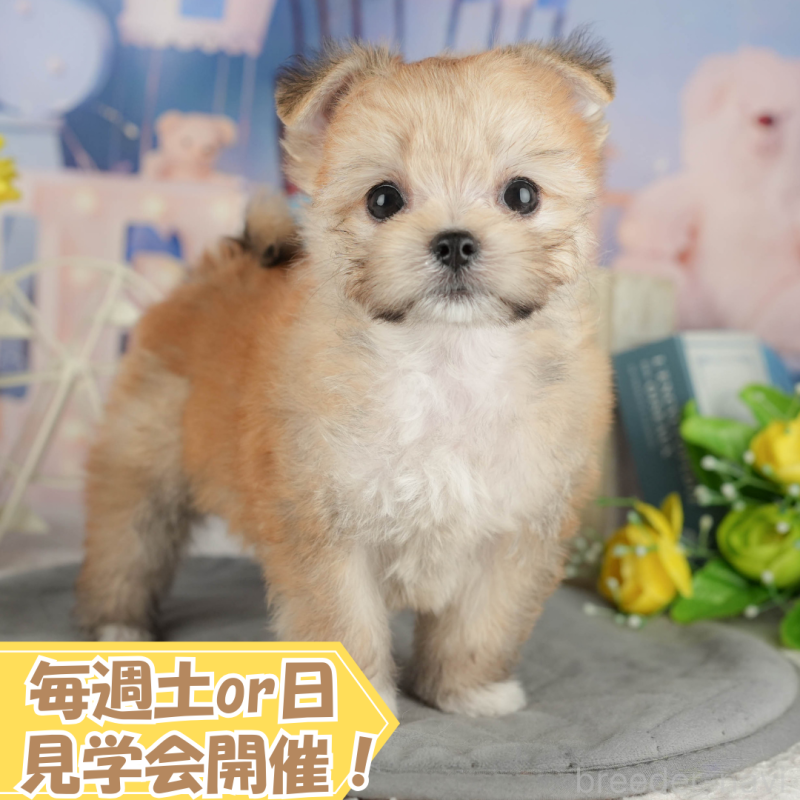 販売中の静岡県のチワマル:チワワ×マルチーズ-412478