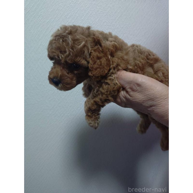 販売中の広島県のトイプードル-416046の2枚目