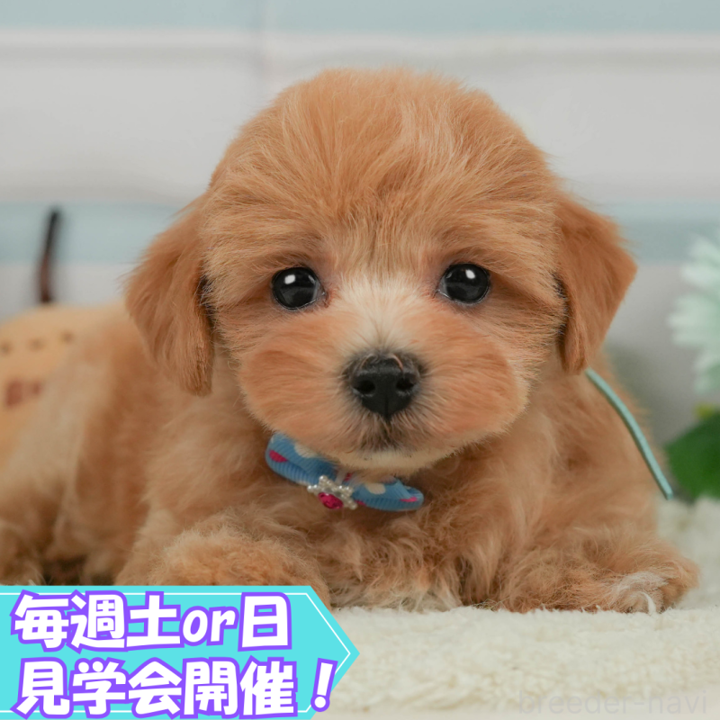 成約済ののマルプー:マルチーズ×トイプードル-398975