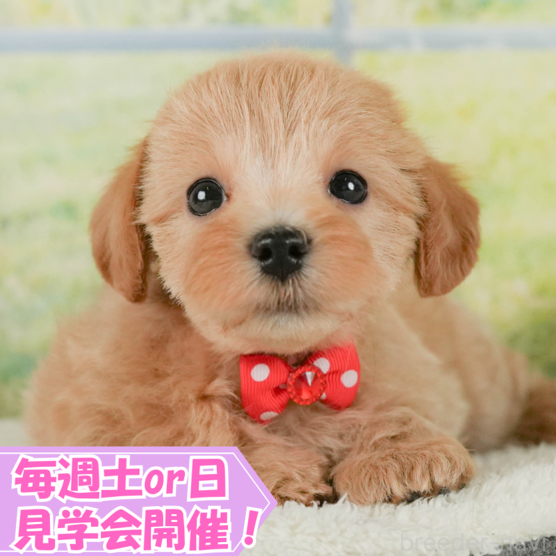 販売中の静岡県のマルプー:マルチーズ×トイプードル-401309