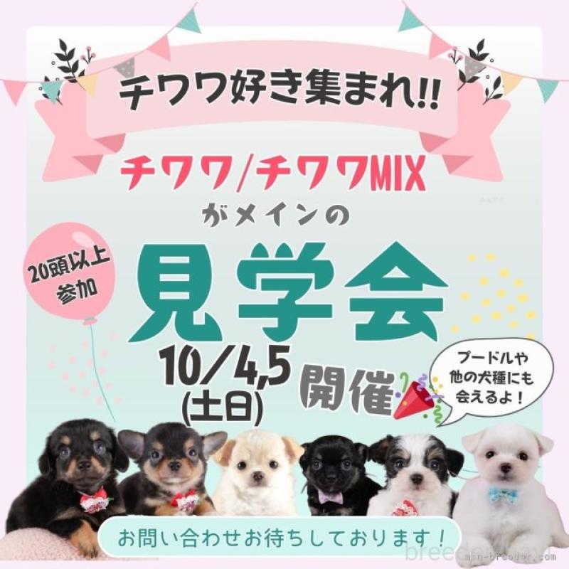 販売中の神奈川県のトイプードル-406498の3枚目