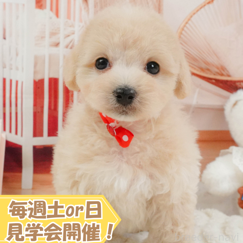 販売中の静岡県のマルプー:マルチーズ×トイプードル-397402の1枚目