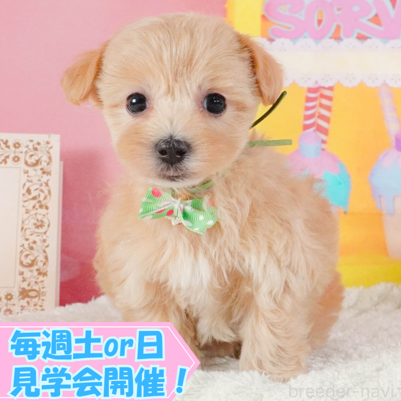 販売中の静岡県のマルプー:マルチーズ×トイプードル-399088
