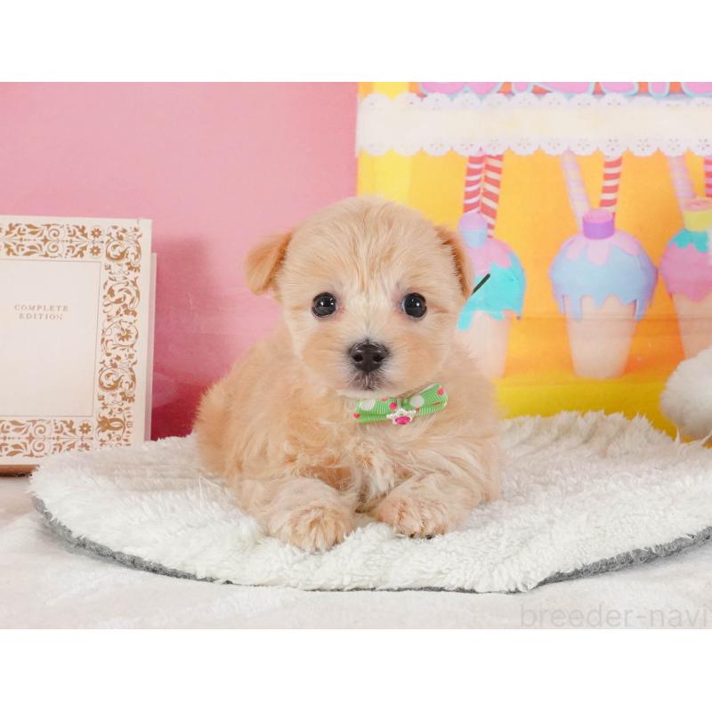 成約済の静岡県のマルプー:マルチーズ×トイプードル-399088の4枚目