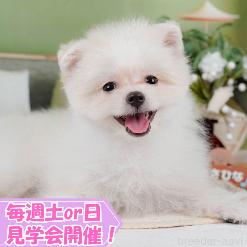 販売中の静岡県のポメマル:ポメラニアン×マルチーズ-411132