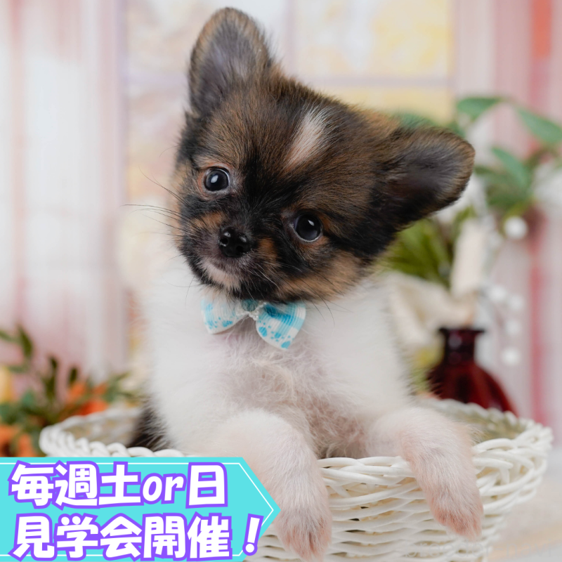 販売中の静岡県のポメチワ:ポメラニアン×チワワ-411143