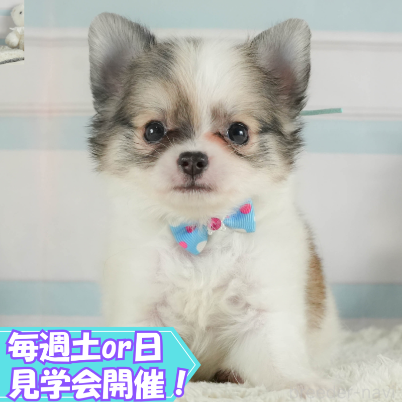 成約済ののチワワ(ロングコート)-413968