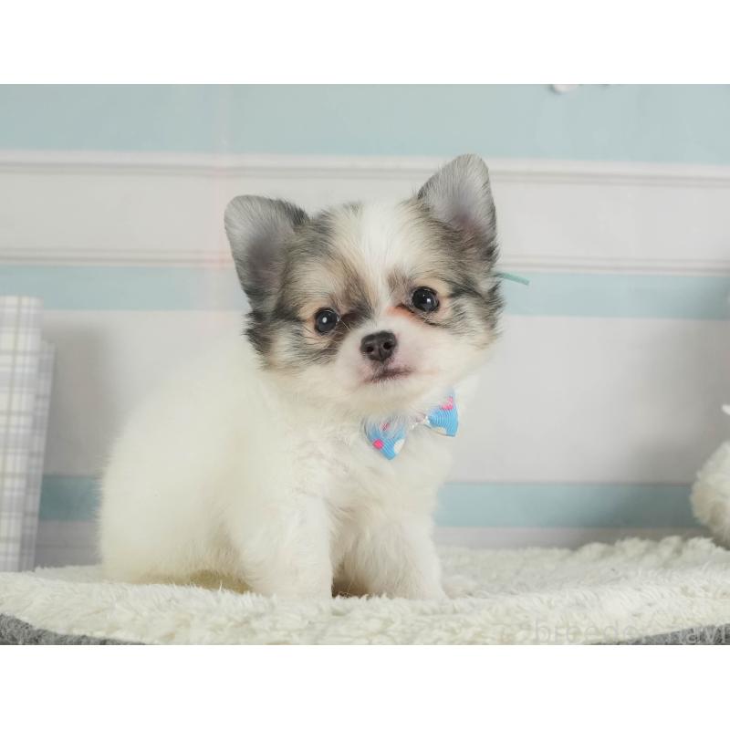 成約済の静岡県のチワワ(ロングコート)-413968の2枚目