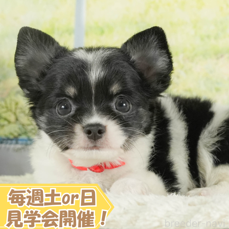 販売中の静岡県のチワワ(ロングコート)-413969