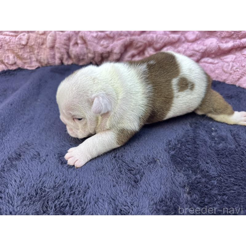 販売中の茨城県のブルドッグ-416055の6枚目