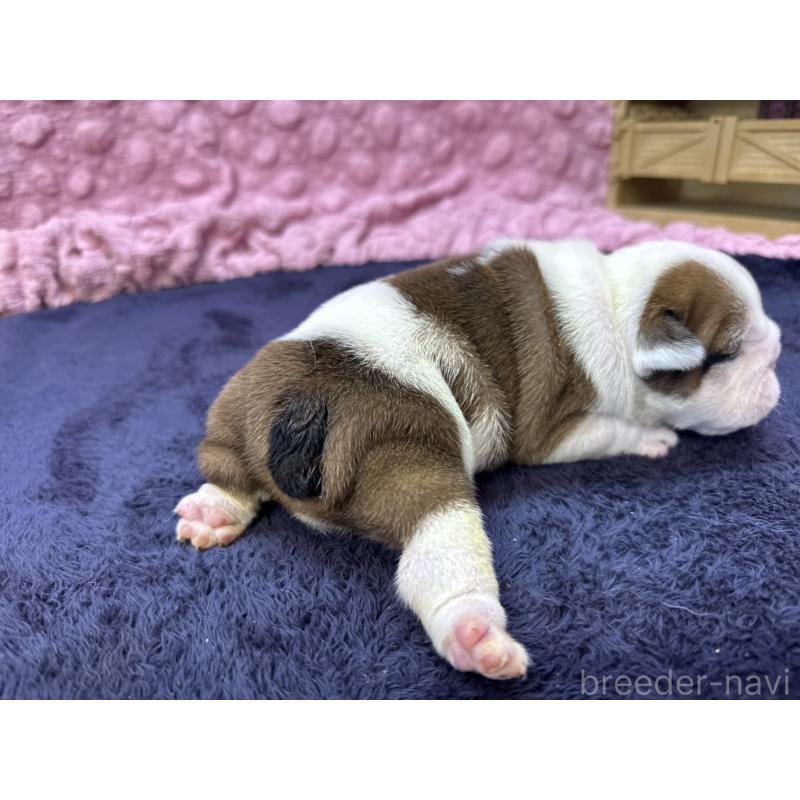 販売中の茨城県のブルドッグ-416055の2枚目