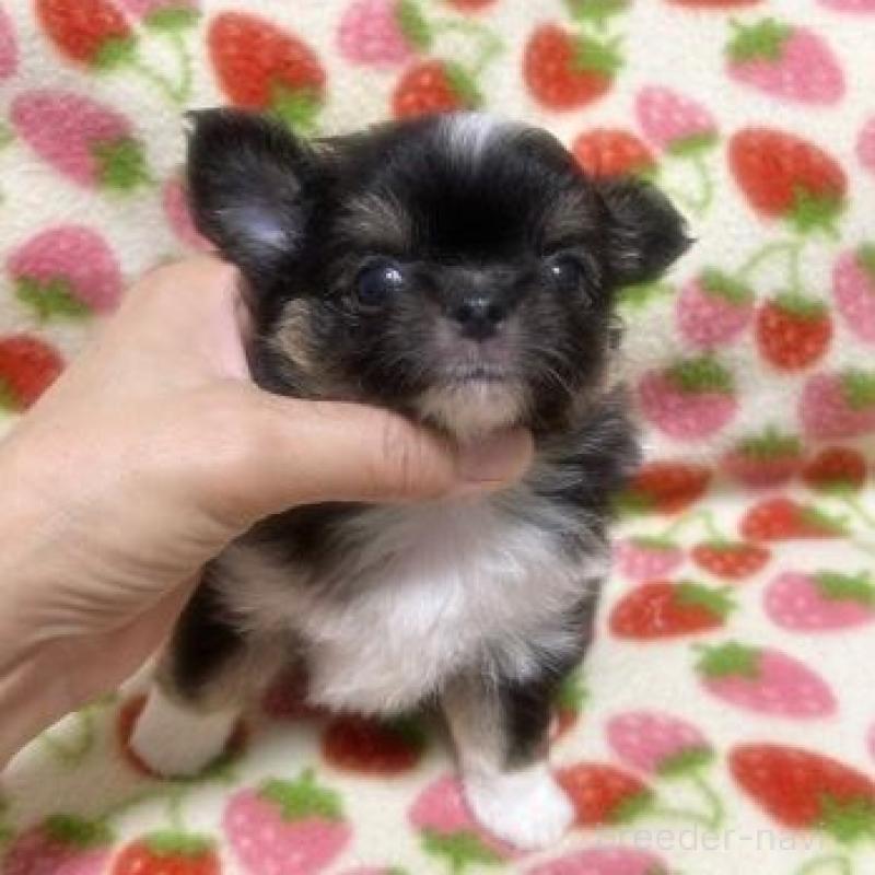 販売中の福岡県のチワワ(ロングコート)-416056の3枚目