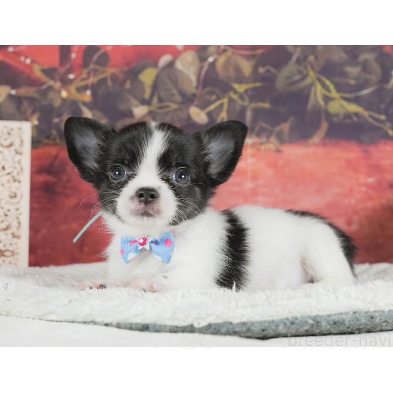 成約済の静岡県のチワワ(ロングコート)-411124の4枚目