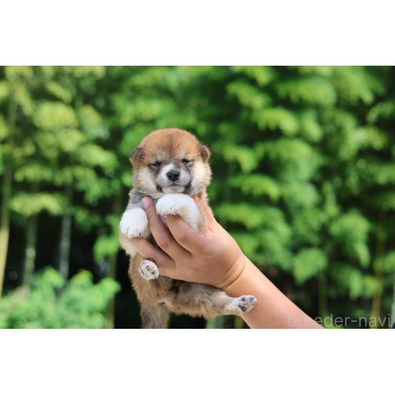 販売中の茨城県の柴犬-416063の4枚目