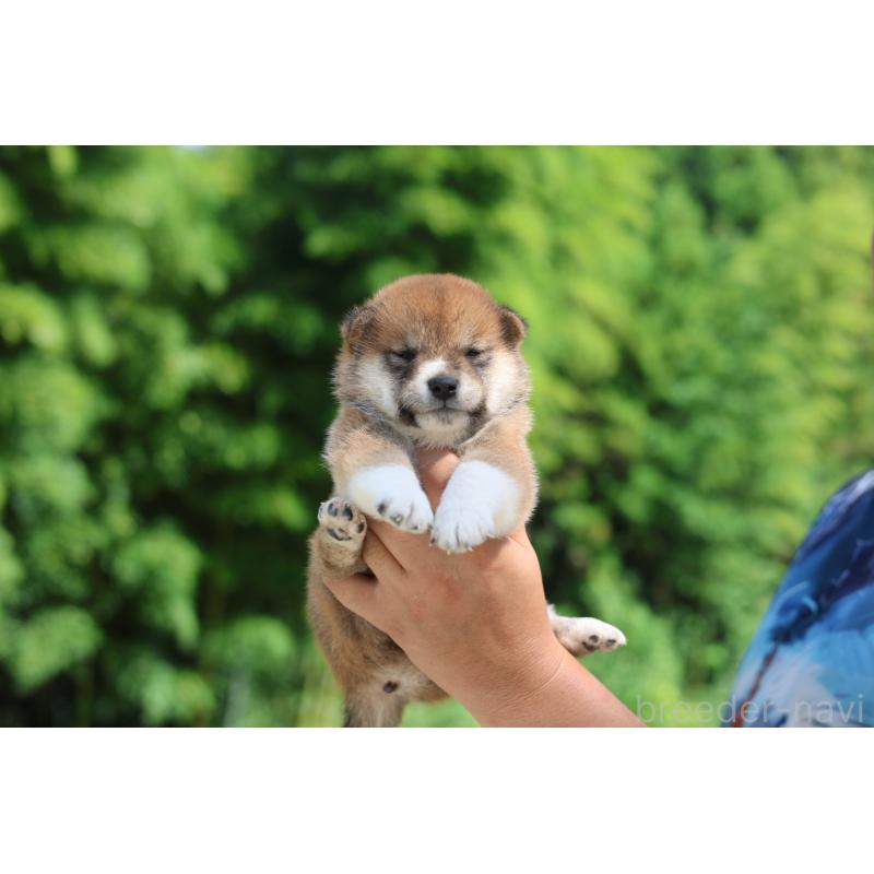 販売中の茨城県の柴犬-416063の3枚目