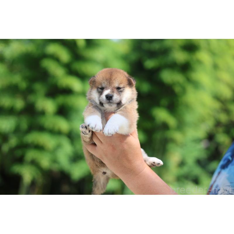販売中の茨城県の柴犬-416063の2枚目