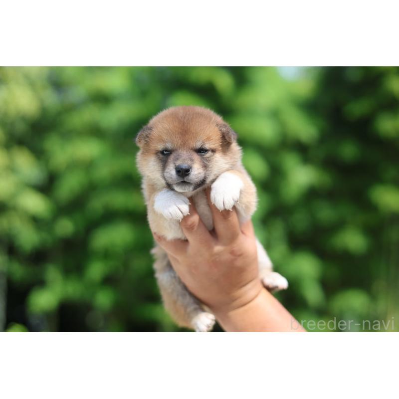 販売中の茨城県の柴犬-416067の3枚目