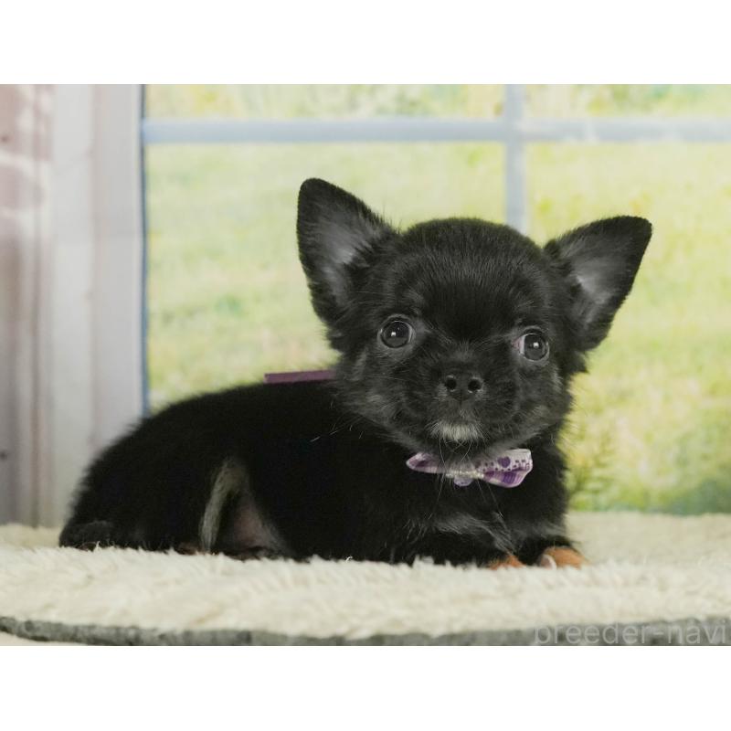 成約済の静岡県のチワワ(ロングコート)-411127の4枚目