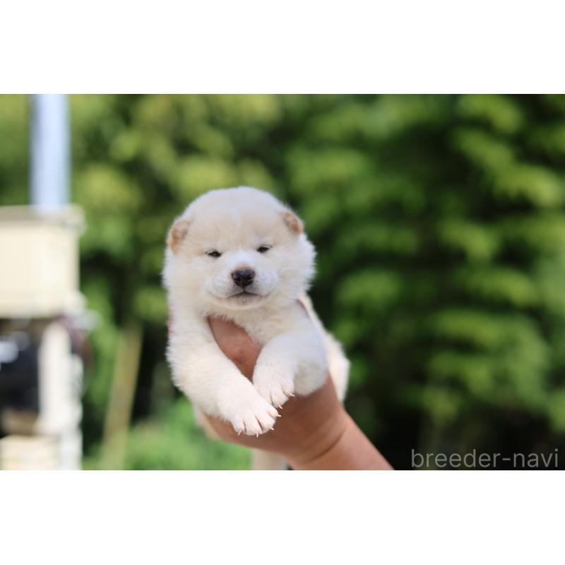 販売中の茨城県の柴犬-416069の4枚目
