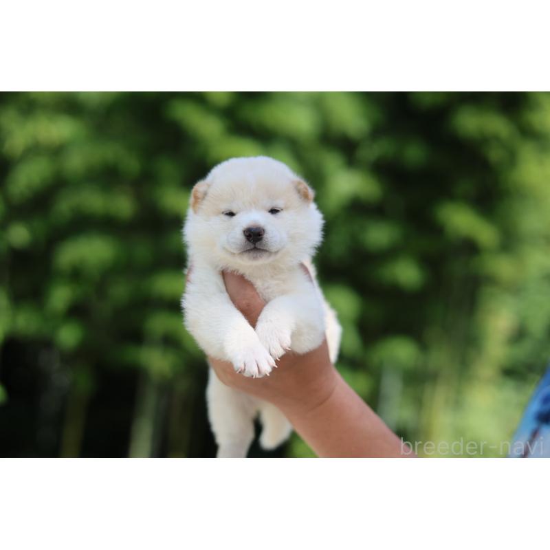 販売中の茨城県の柴犬-416069の3枚目