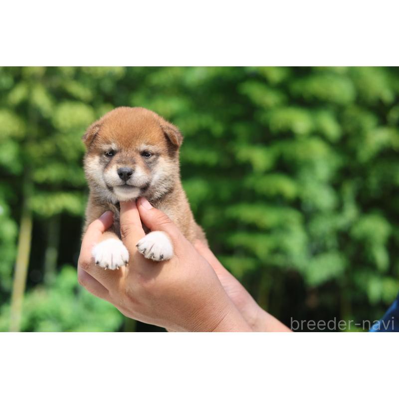 販売中の茨城県の柴犬-416071の2枚目