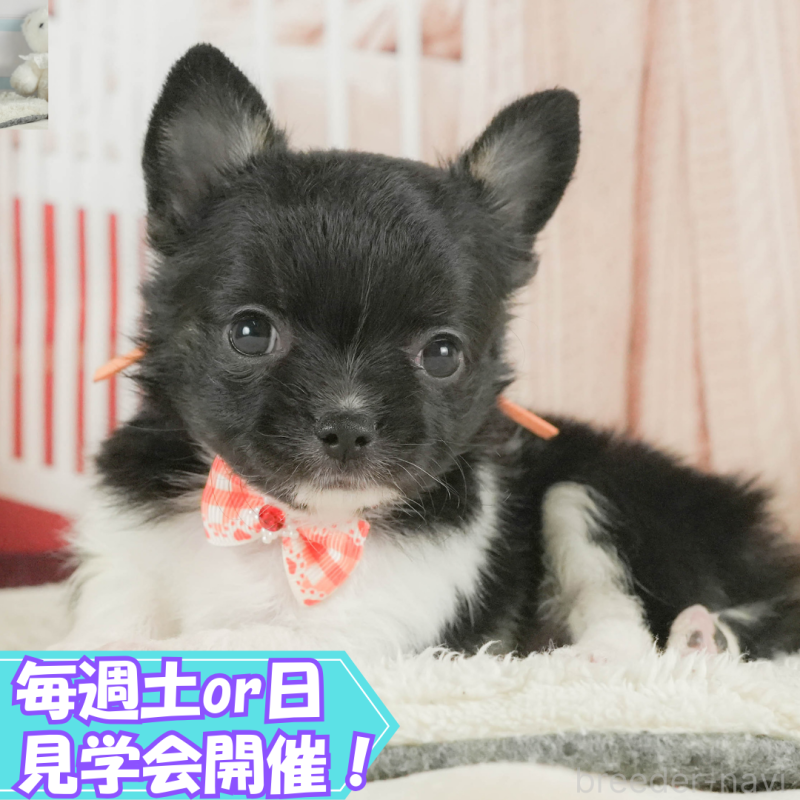 成約済の静岡県のチワワ(ロングコート)-411128