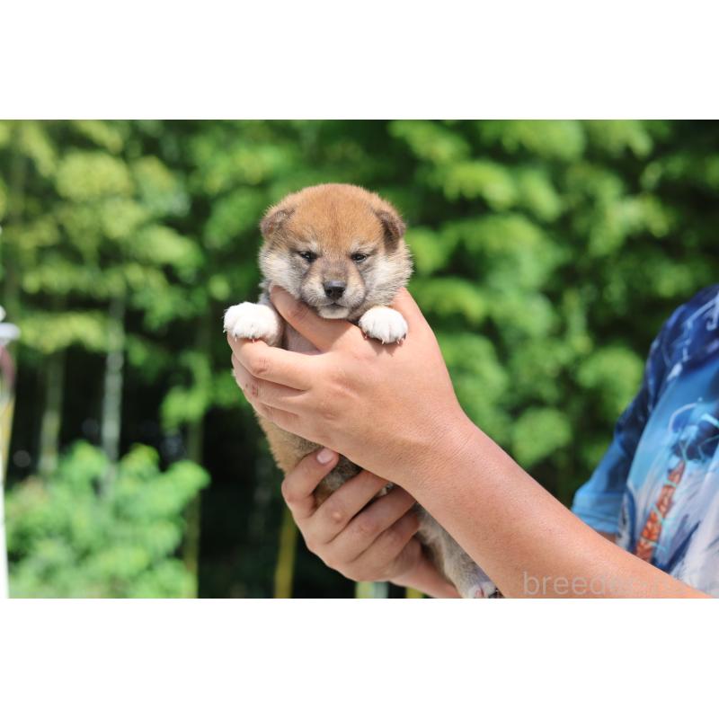 販売中の茨城県の柴犬-416072の3枚目