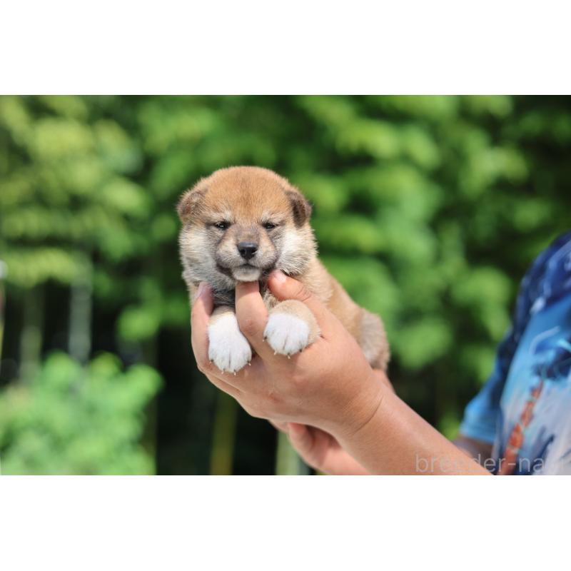 販売中の茨城県の柴犬-416072の2枚目