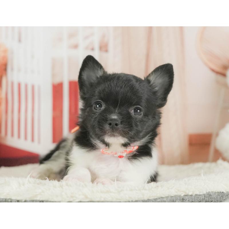 成約済の静岡県のチワワ(ロングコート)-411128の2枚目