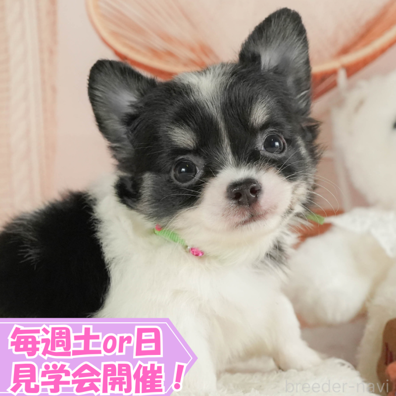 成約済の静岡県のチワワ(ロングコート)-413970の1枚目