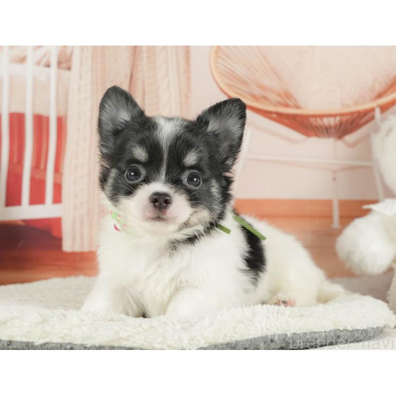 成約済の静岡県のチワワ(ロングコート)-413970の2枚目