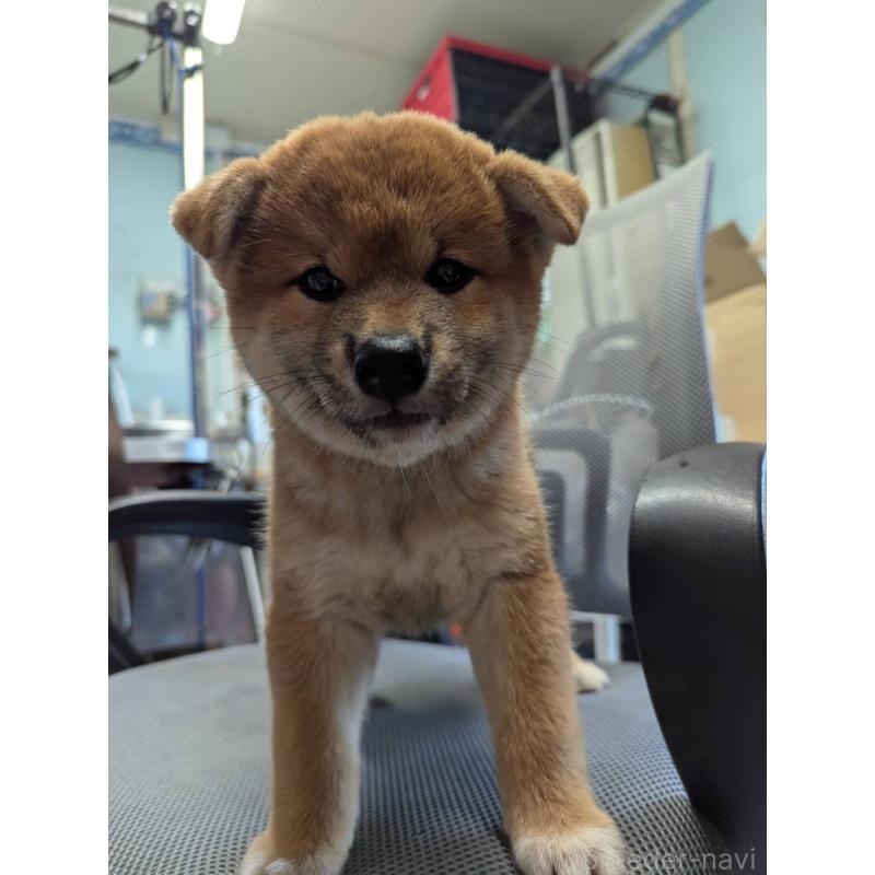 販売中の大分県の柴犬-416075の5枚目