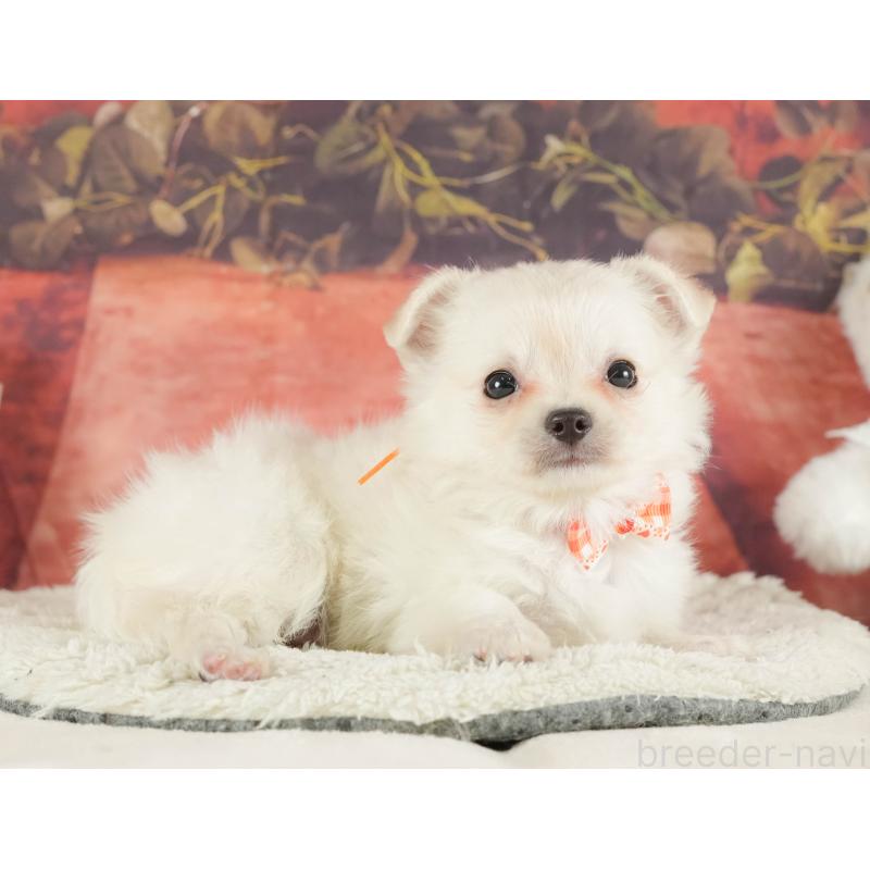 販売中の静岡県のチワワ(ロングコート)-413971の4枚目