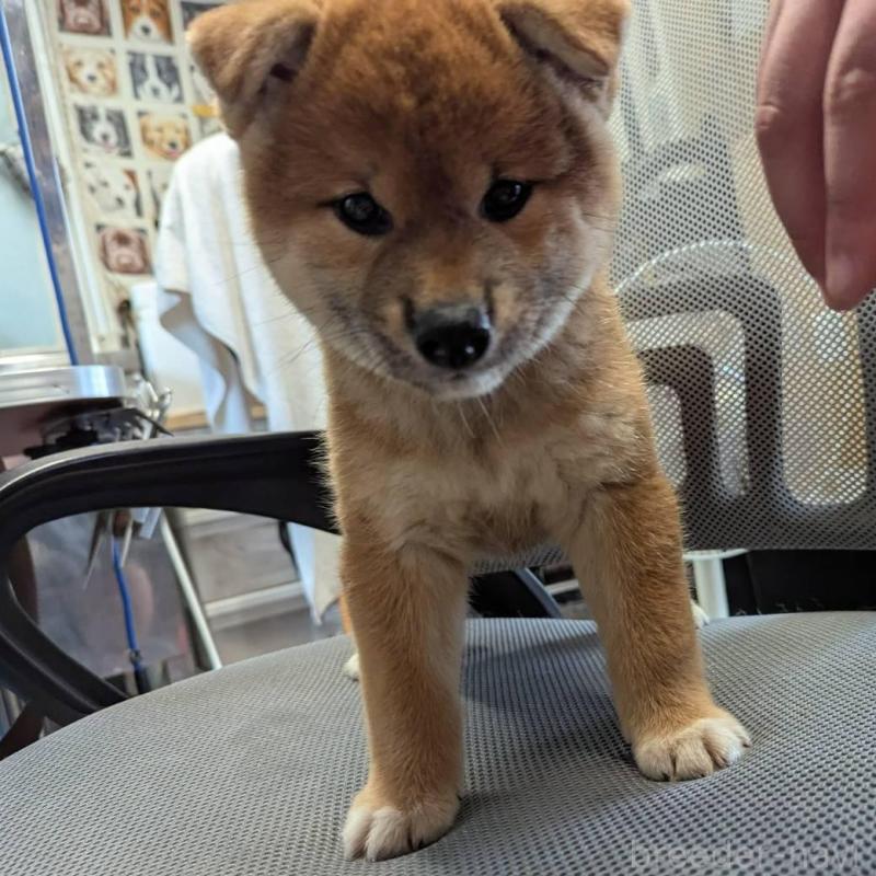 販売中の大分県の柴犬-416075の4枚目