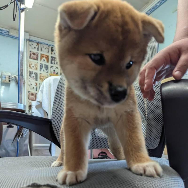 販売中の大分県の柴犬-416075の3枚目