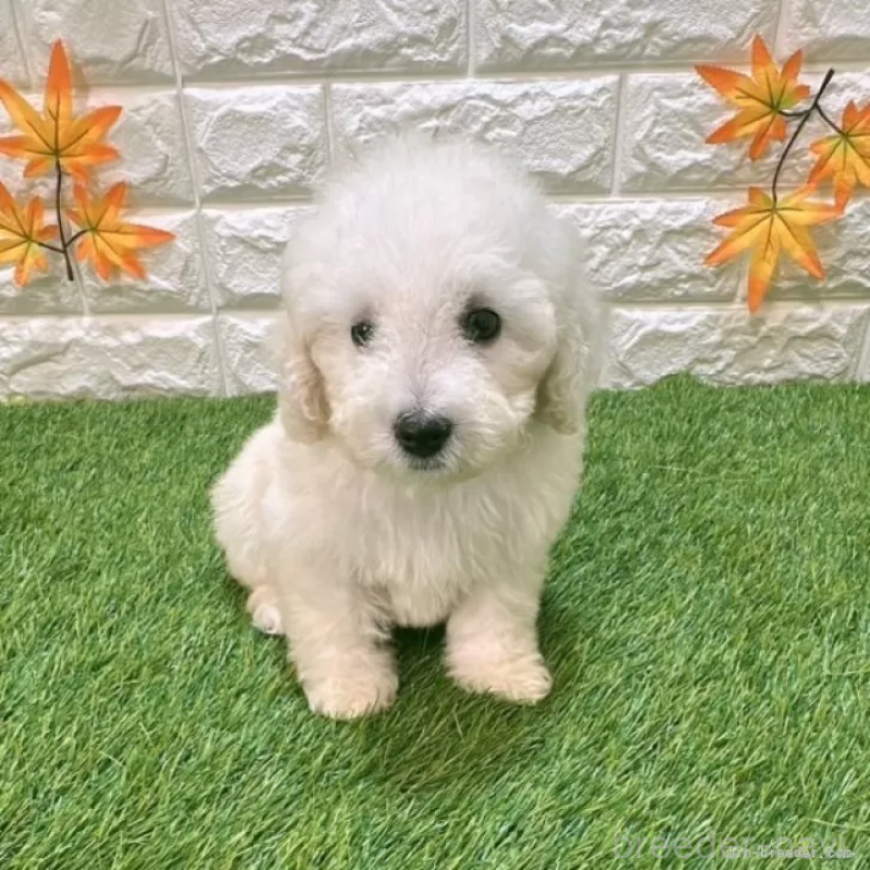 成約済の愛知県のトイプードル-413172